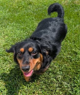 Roxie In Tn image 4