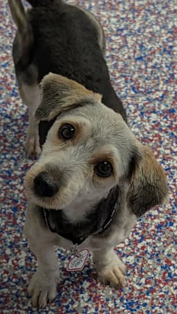 Cookie In Tn image 1