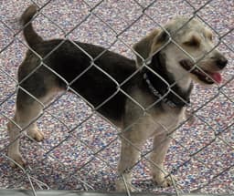 Cookie In Tn image 3