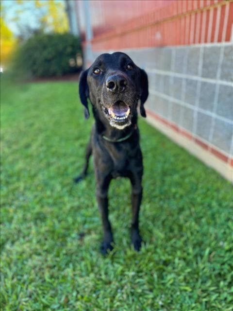 Theodus - Labrador Retriever