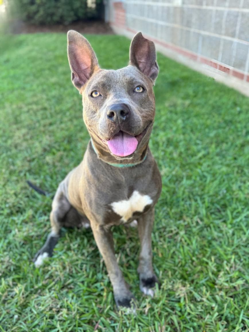 Lavender September - American Staffordshire Terrier