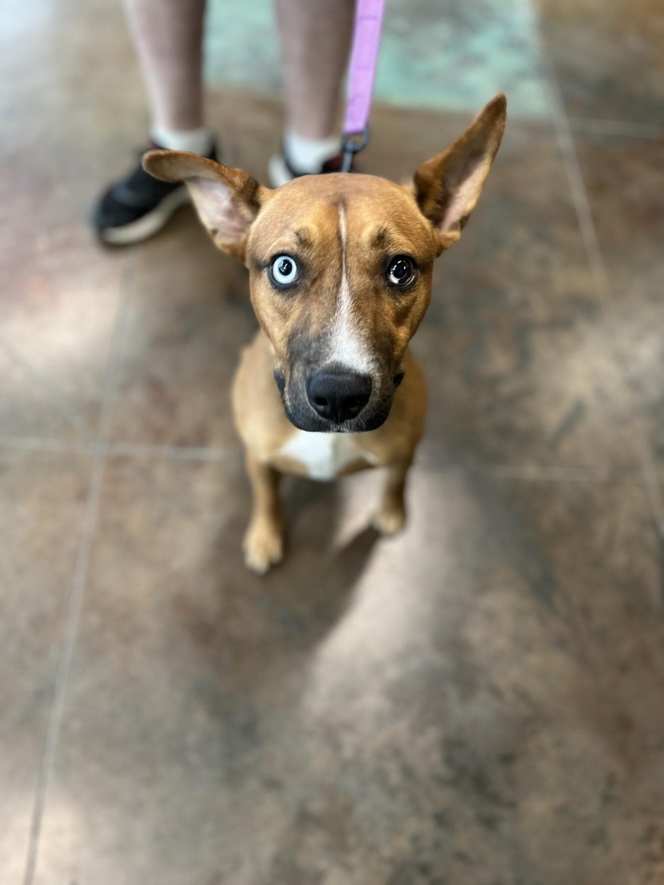 Jack - Catahoula Leopard Dog