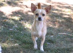 Paco image 1