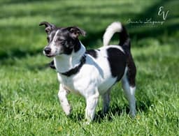 Daisy Aka Dukes image 1