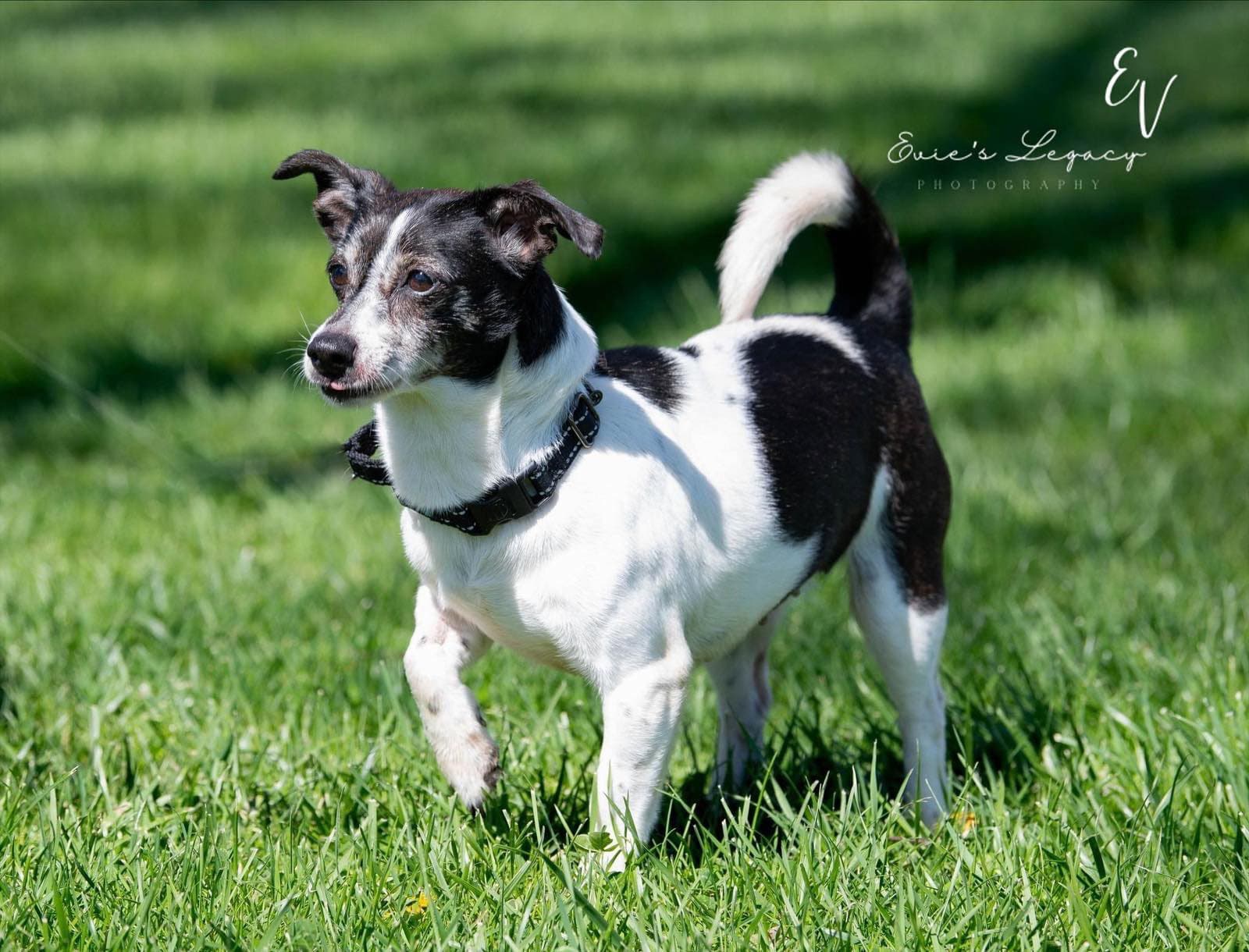 Daisy Aka Dukes - Rat Terrier