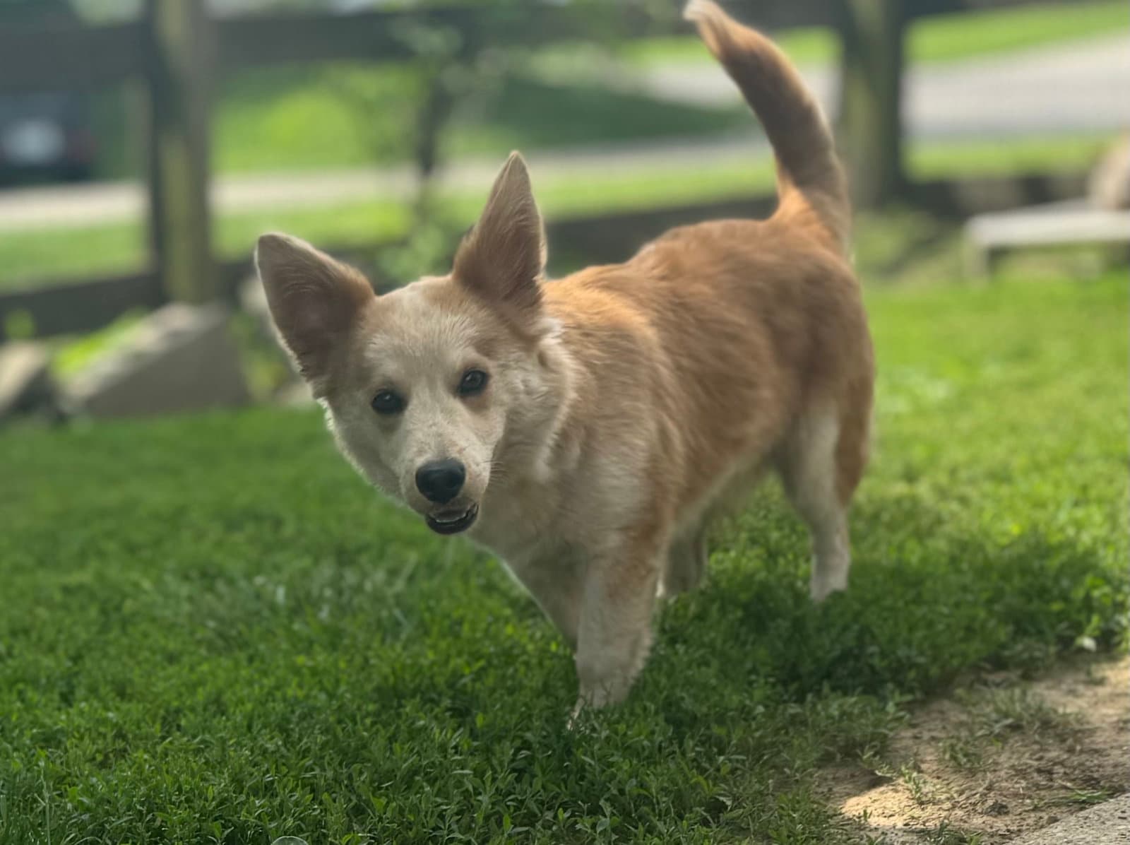 Finn - Corgi