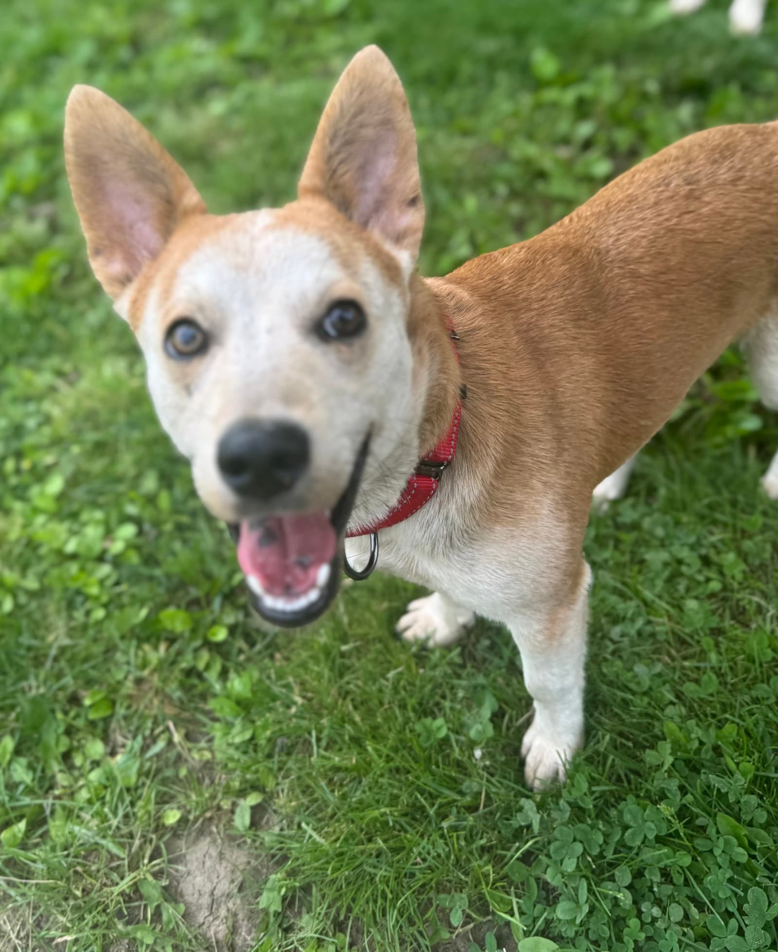 Charlie Im Always Smiling - Corgi