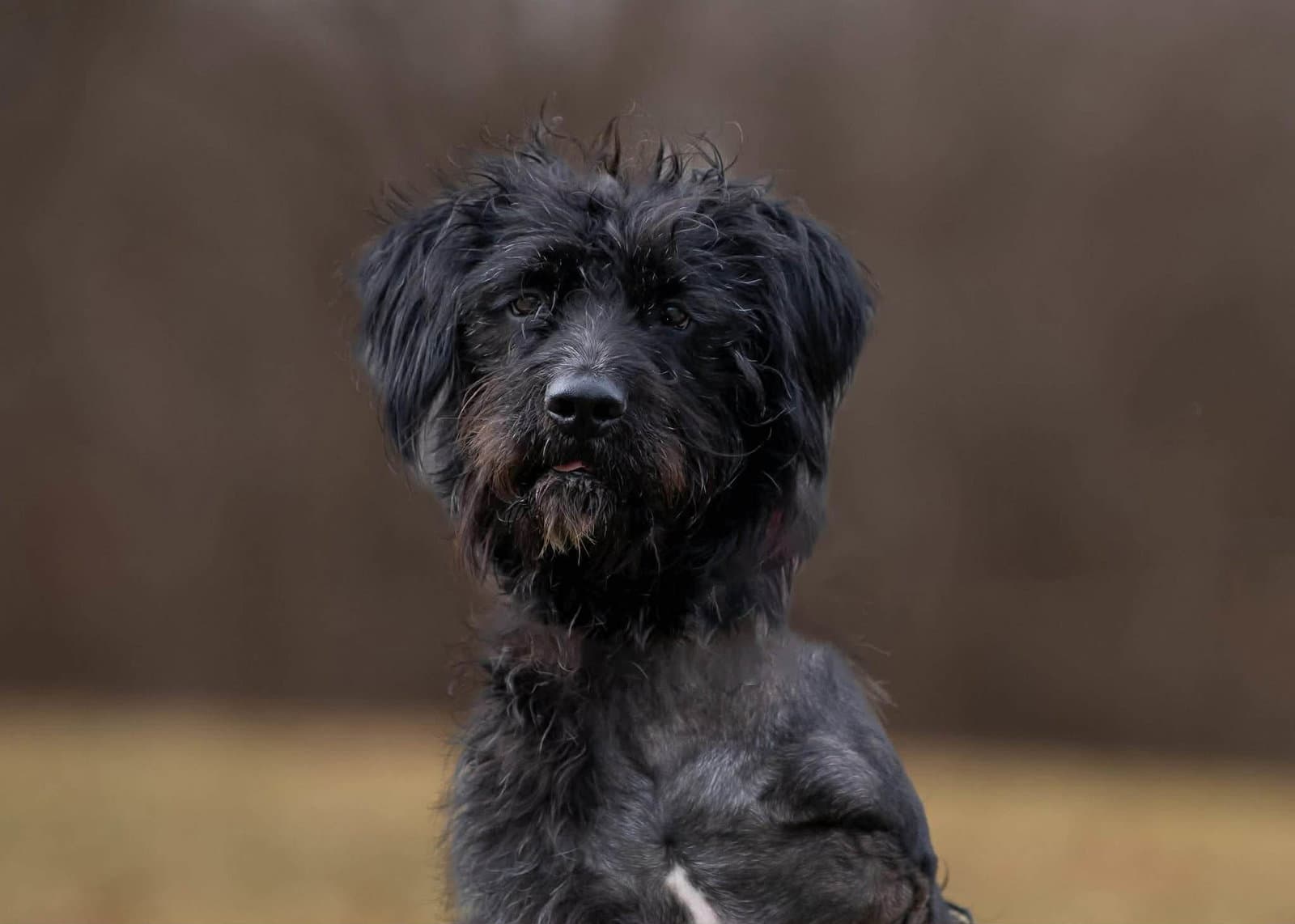 Hagrid - Im A Tri Pawd - Labrador Retriever