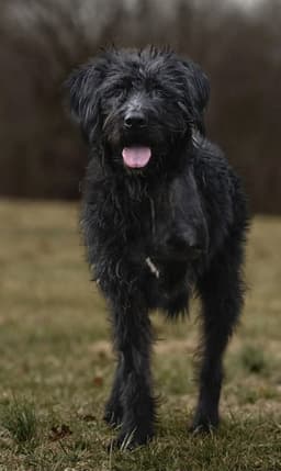 Hagrid - Im A Tri Pawd image 2