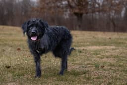 Hagrid - Im A Tri Pawd image 3