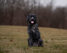 Hagrid - Im A Tri Pawd image 4