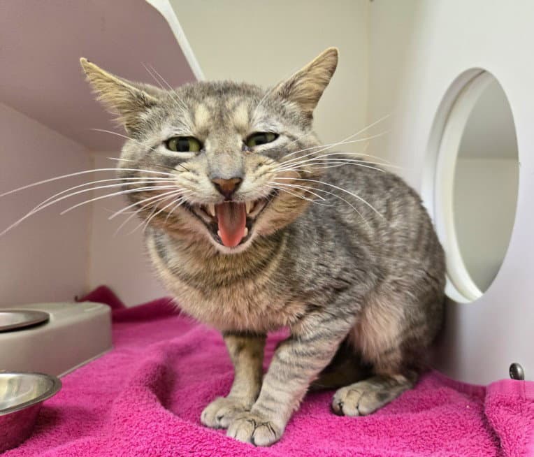 Mr Squeaks - Domestic Short Hair
