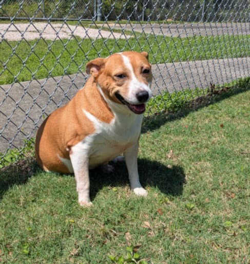 Roxy - Rat Terrier