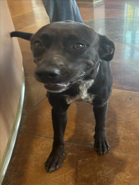 Willow - Labrador Retriever