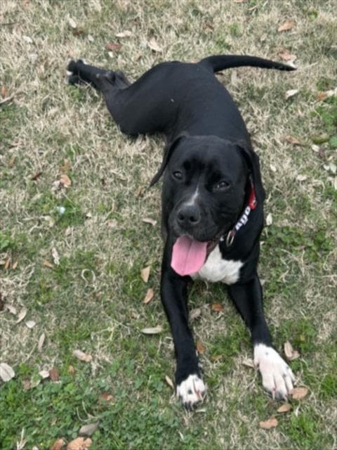 Mini Queenie - Pit Bull Terrier