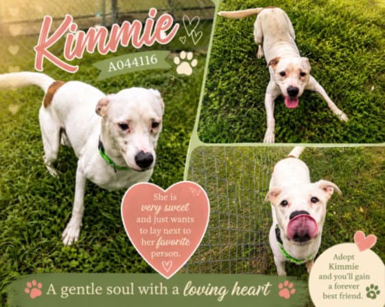 Kimmie - Pit Bull Terrier