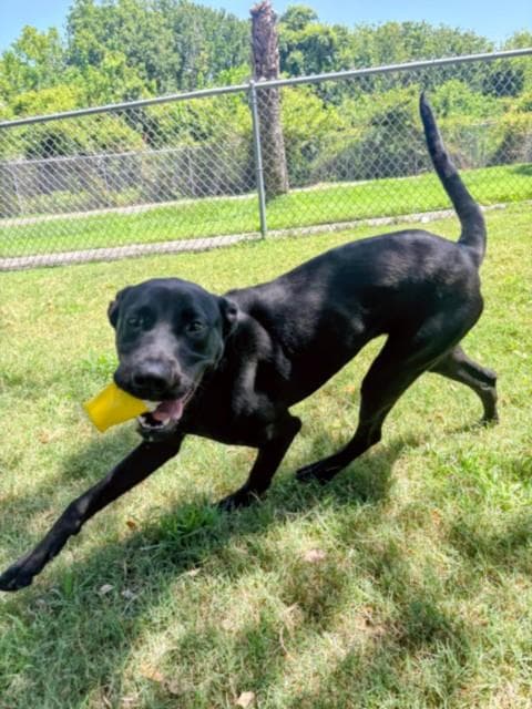 Diamond - Labrador Retriever