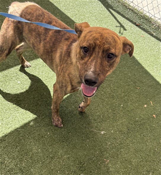 Pyrex - Pit Bull Terrier