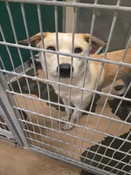 Buster image 1