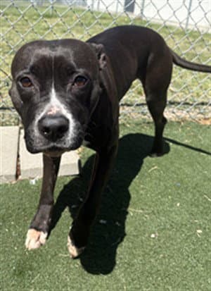 Queenie - Pit Bull Terrier