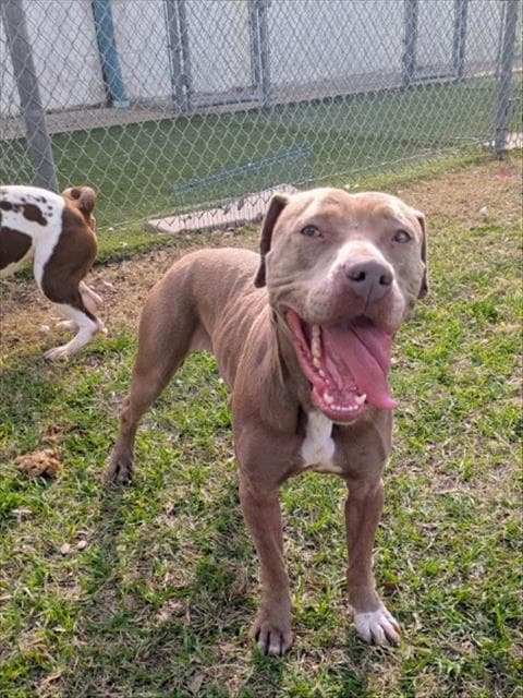 Caramel - Pit Bull Terrier