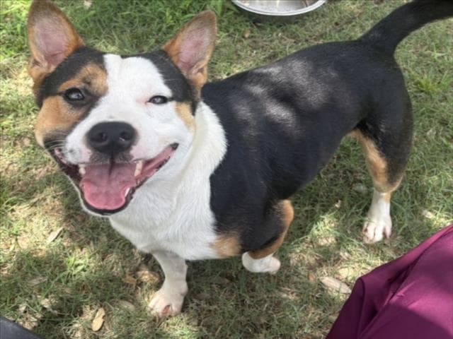 Ozzy Pawbourne - Pembroke Welsh Corgi