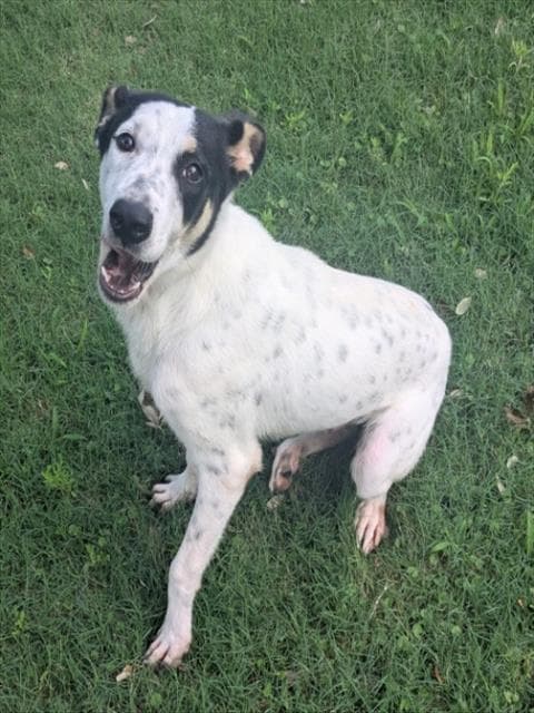Doc - English Pointer
