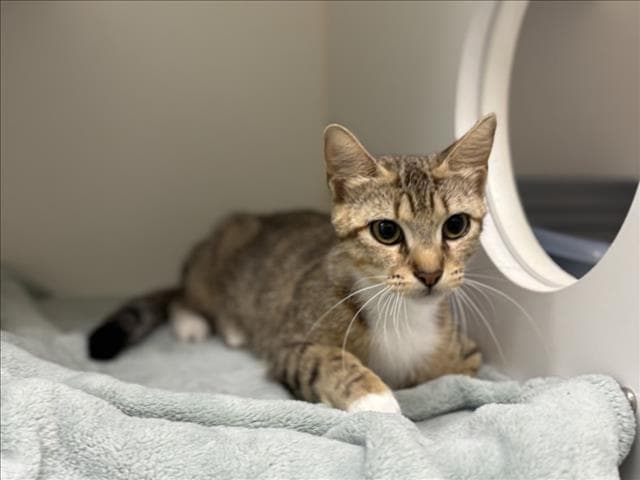 Arsinoe - Domestic Short Hair