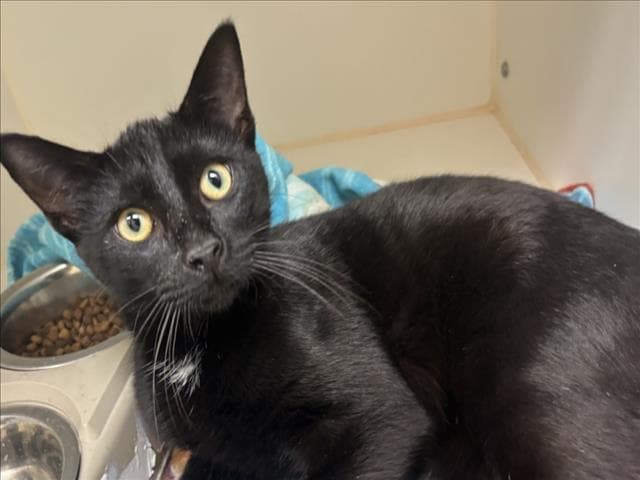 Kovu - Domestic Short Hair