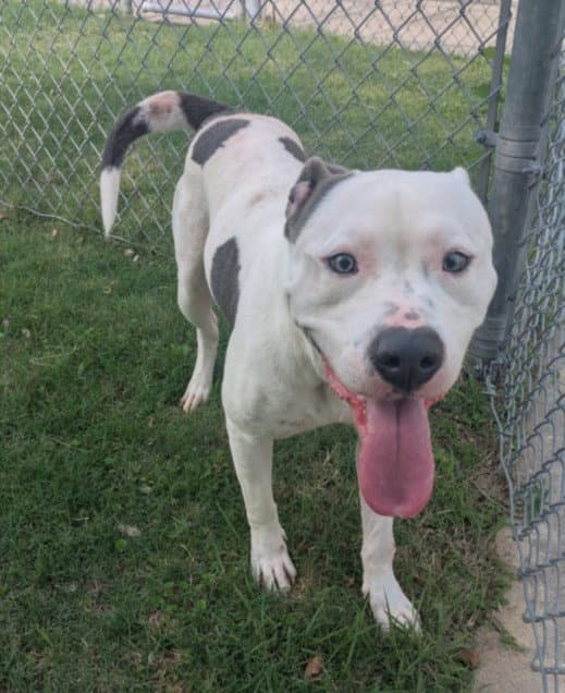 Unknown - Pit Bull Terrier