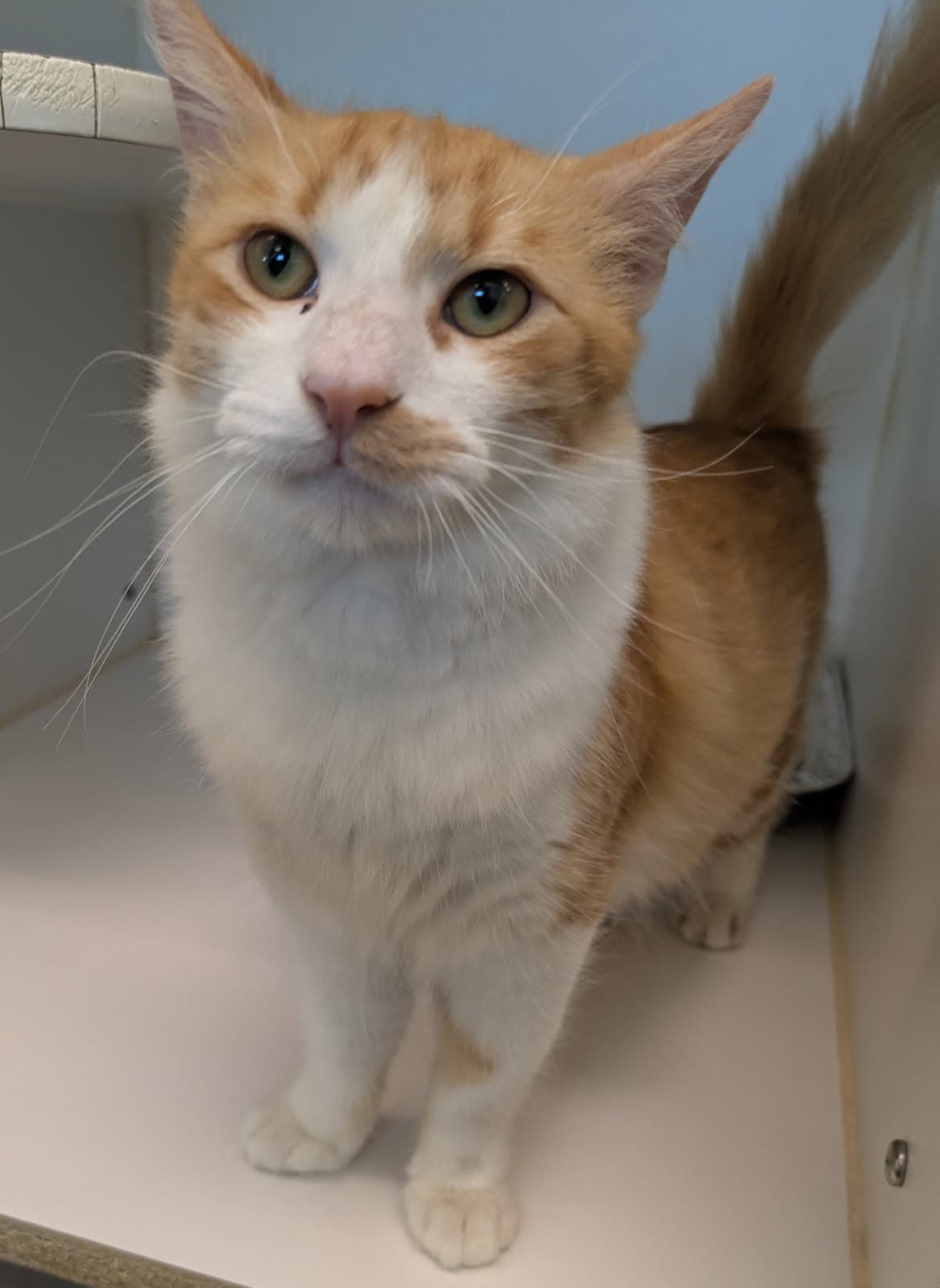 Carnelian - Domestic Short Hair