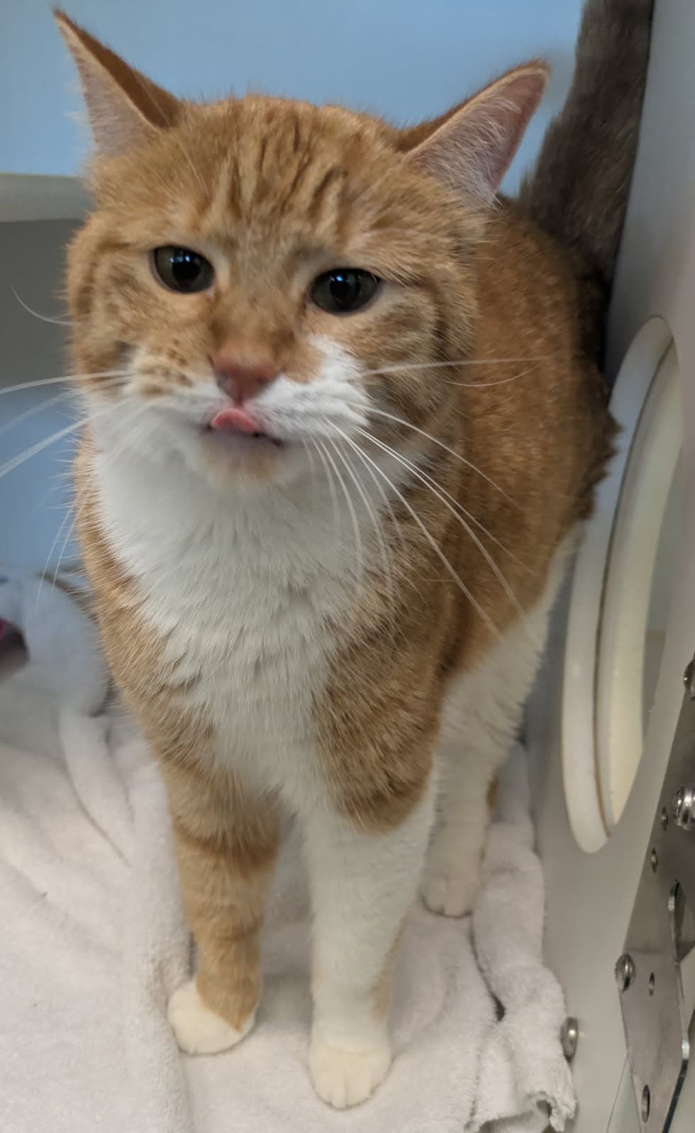 Ron - Domestic Short Hair