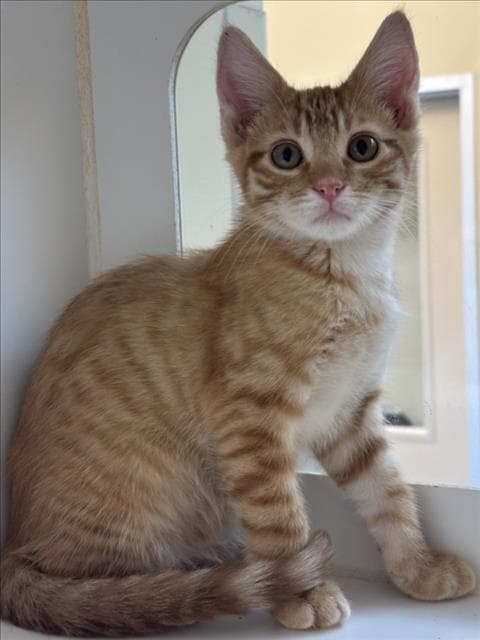 Sneak - Domestic Short Hair