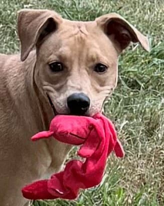 Happy - Pit Bull Terrier