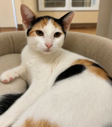 Kosher - Domestic Short Hair