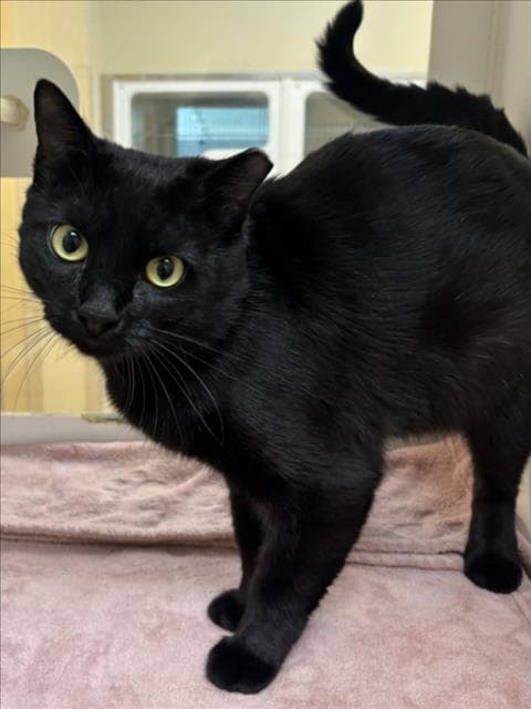Shadow - Domestic Short Hair