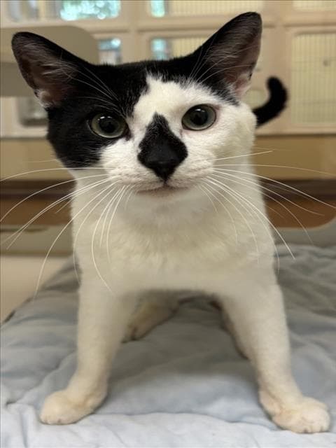 Oreo - Domestic Short Hair