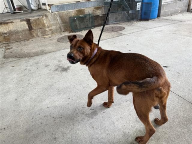Rosario - German Shepherd Dog