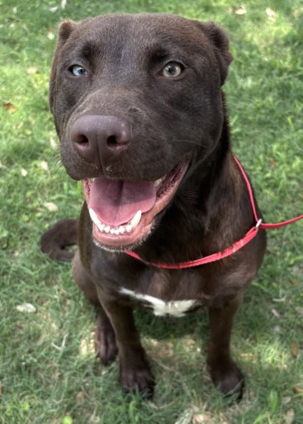 Kisses - Labrador Retriever