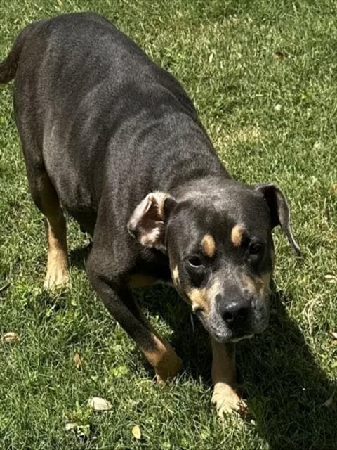 Emerald - American Bulldog