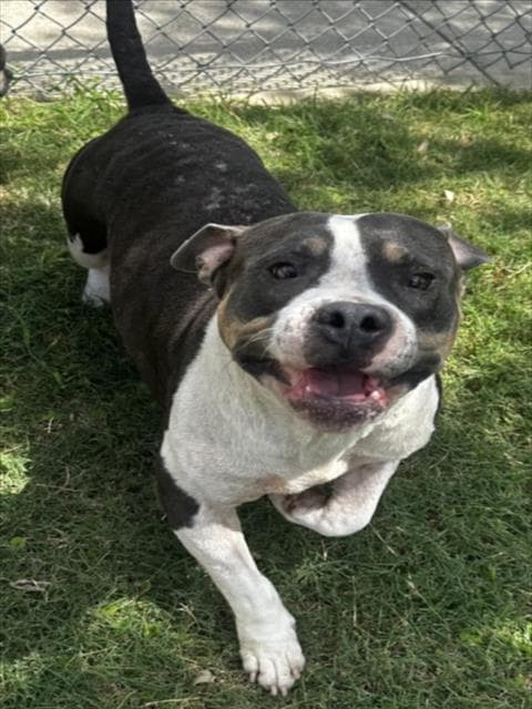 Rocky - American Bulldog