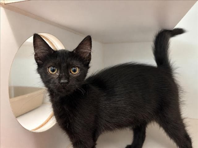 Sapphire - Domestic Medium Hair
