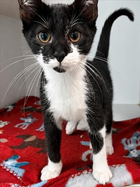 Roscoe - Domestic Medium Hair