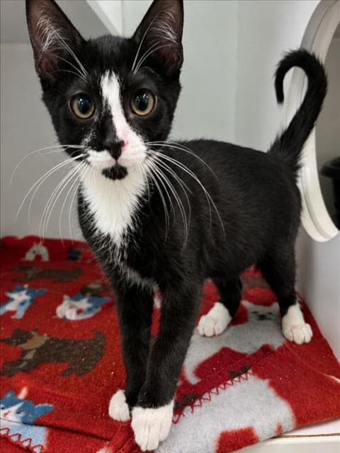 Desoto - Domestic Medium Hair