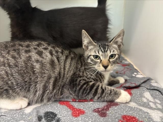 Tinkerbell - Domestic Short Hair