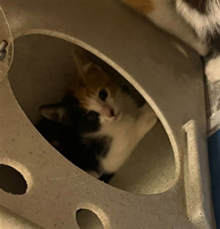 Cayenne - Domestic Short Hair