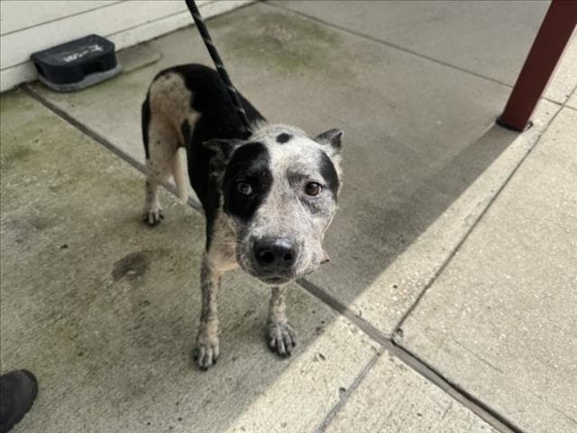 Cat - Australian Cattle Dog/Blue Heeler