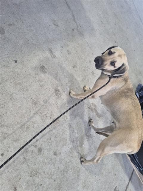 Summer - Black Mouth Cur