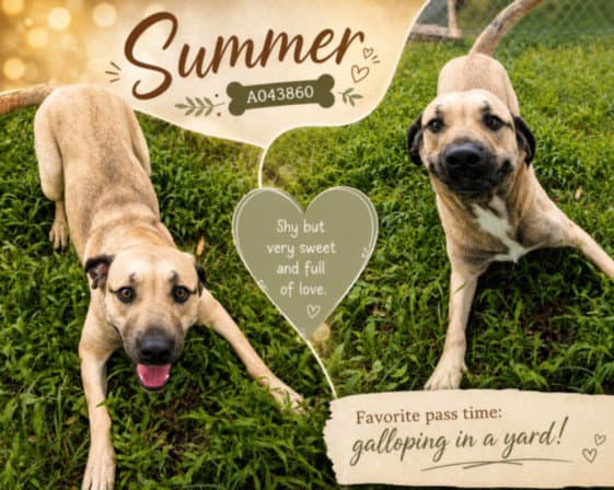Summer - Black Mouth Cur