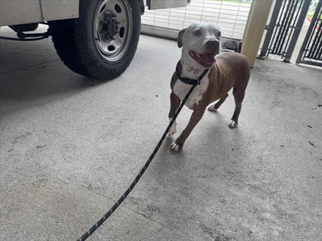 Kiwi - Pit Bull Terrier